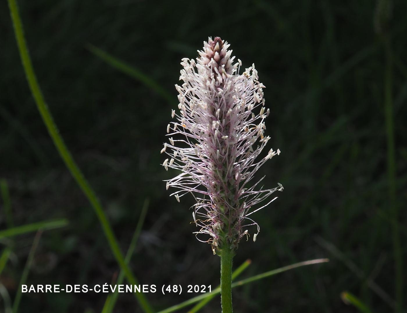 Plantain, Hoary flower